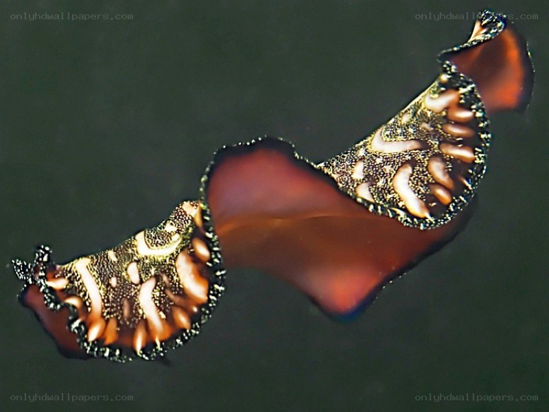 colorful sea slug