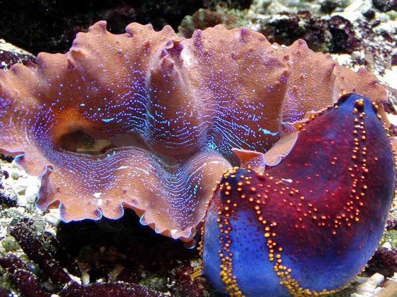 Colorful sea slugs on coral