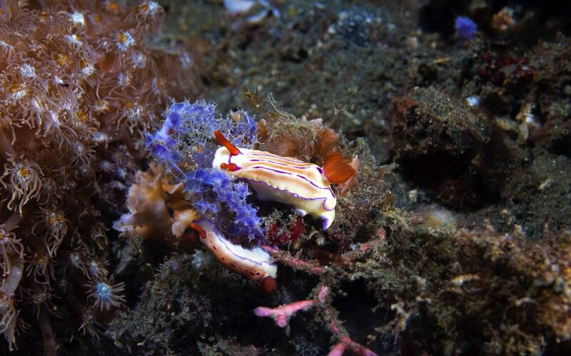 Colorful sea slugs on coral reef