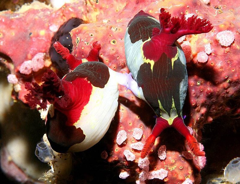 Colorful sea slugs on coral