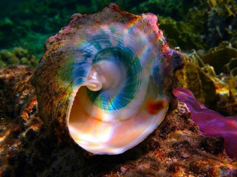 Colorful Sea Snail Shell
