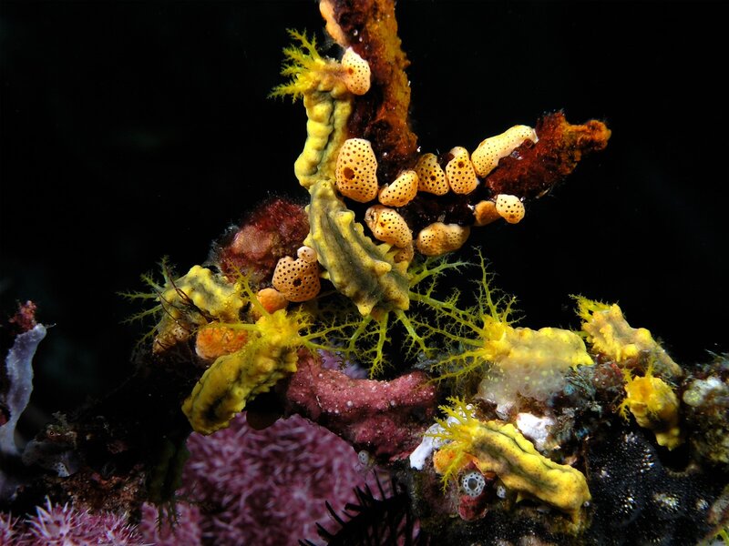Colorful sea sponges on coral