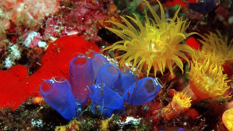 Colorful sea squirts and anemones