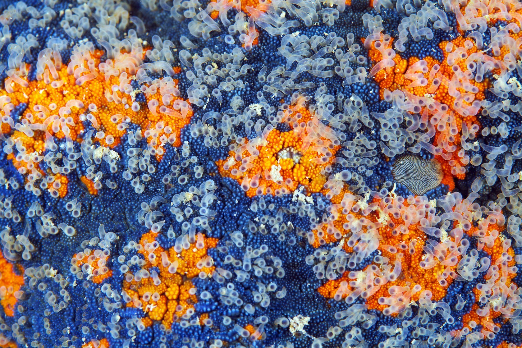 Colorful sea squirts and tunicates