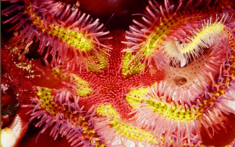 Colorful Sea Star