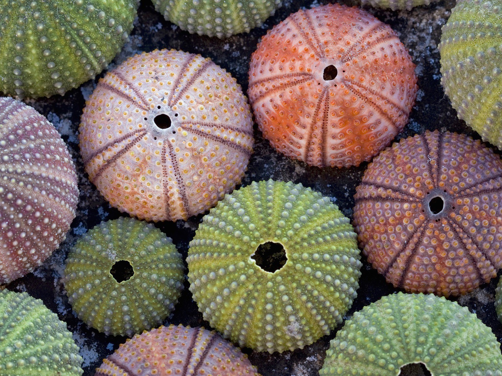 Colorful sea urchin shells