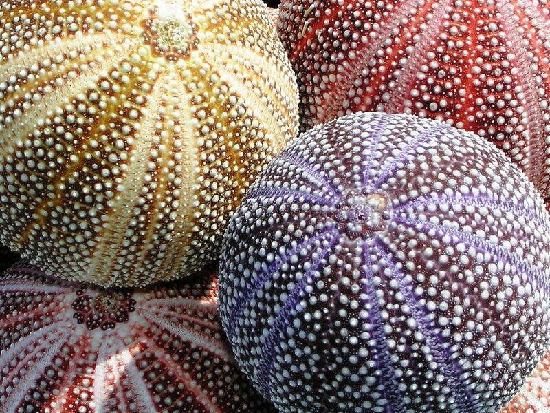 Colorful Sea Urchins