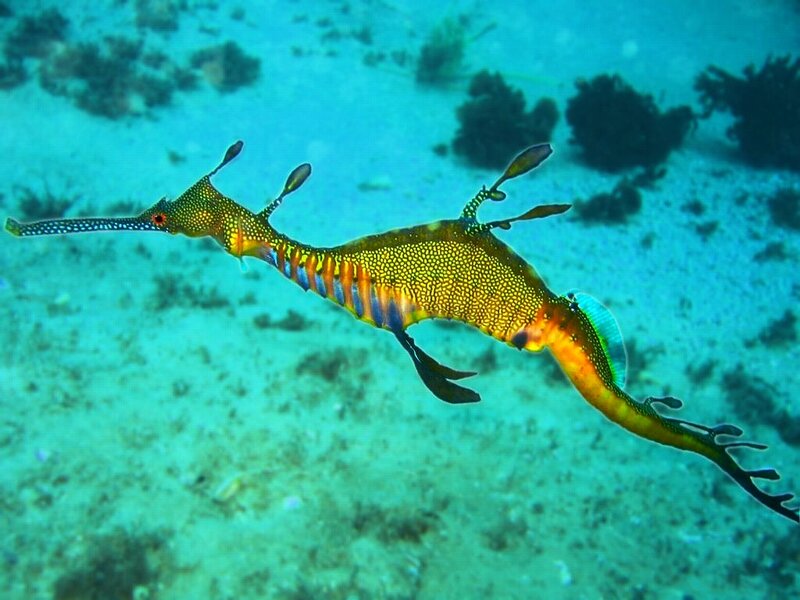 Colorful seahorse in ocean