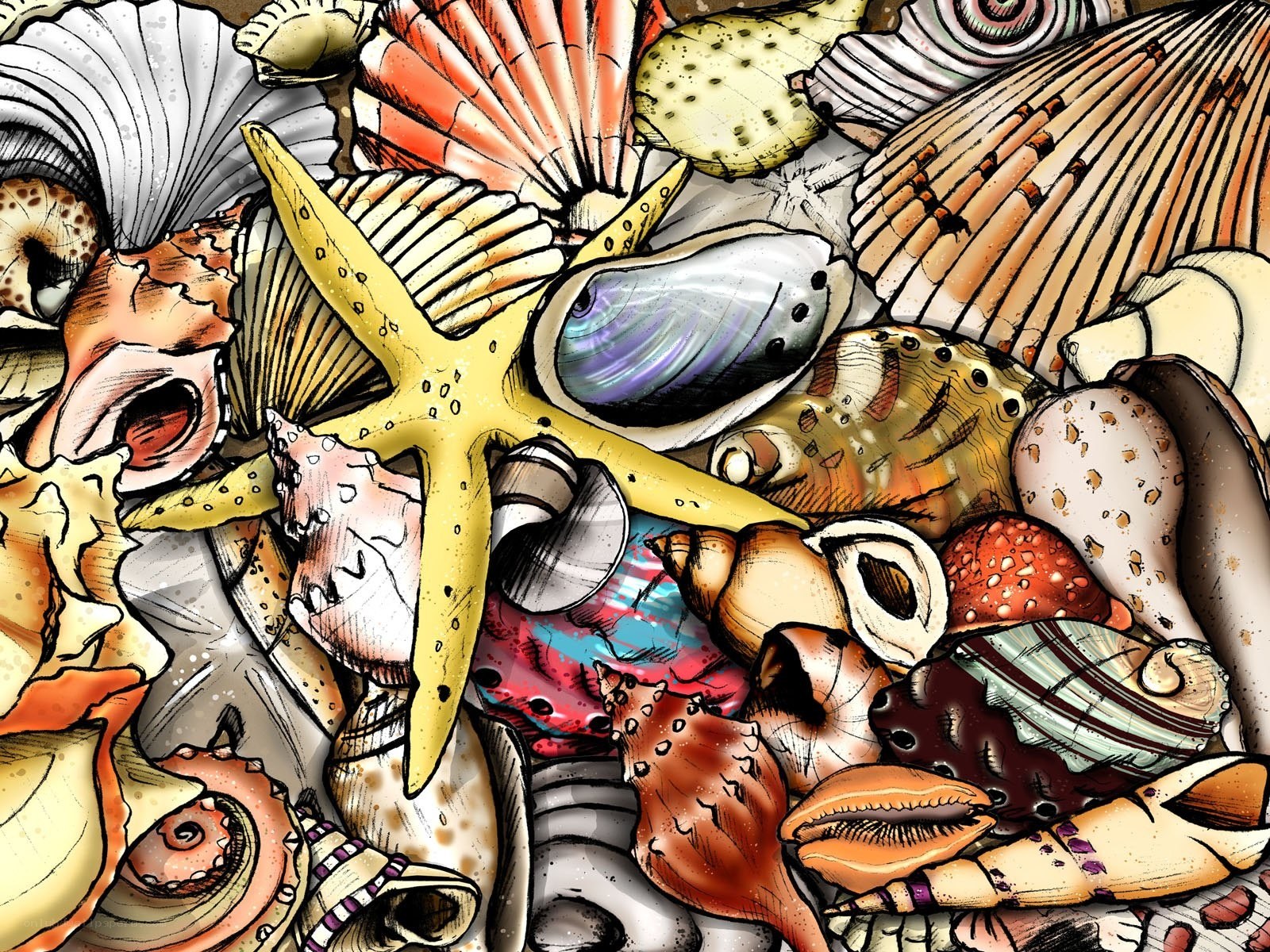 colorful seashell collection