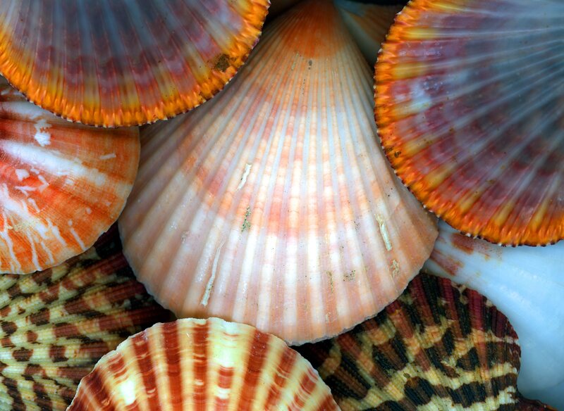 Colorful seashells in close-up