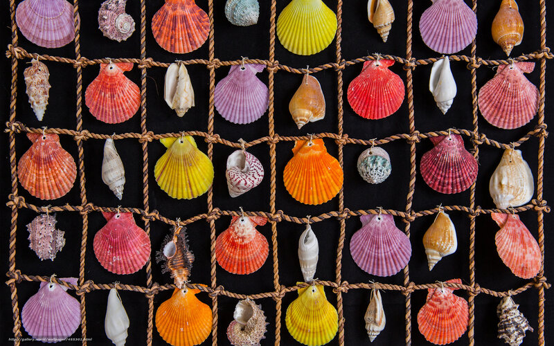 Colorful seashells on net