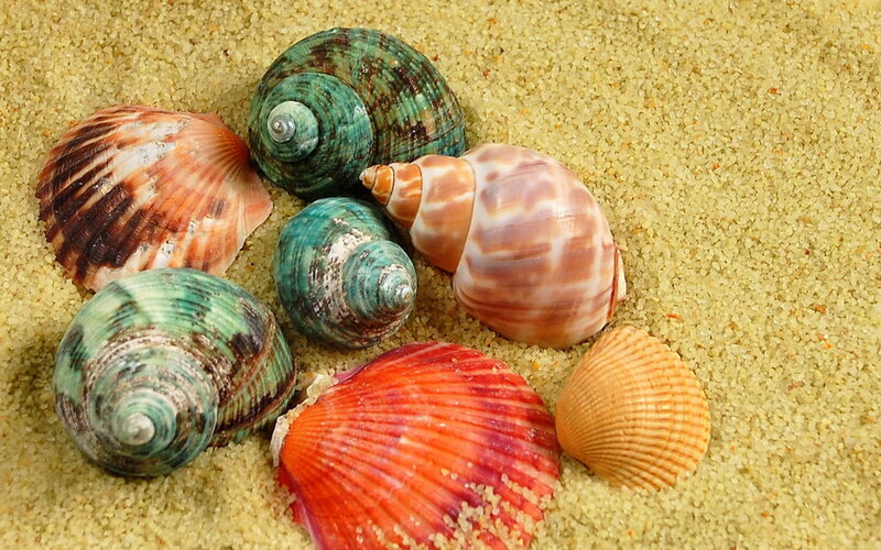Colorful Seashells on Sand — Beige