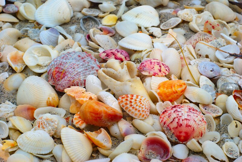 Colorful Seashells on Sand