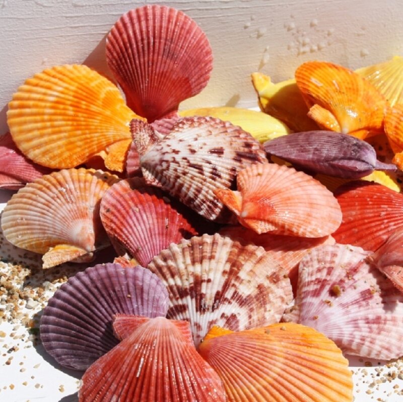 Colorful Seashells — Red
