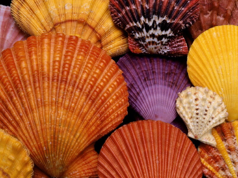 Colorful Seashells