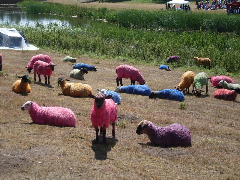 Colorful Sheep on Grass