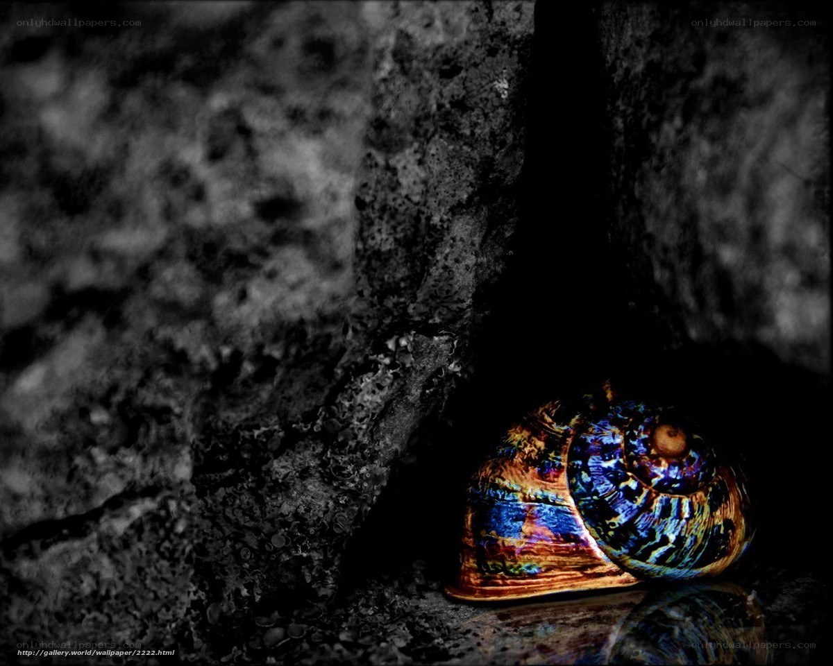 Colorful shell in dark crevice