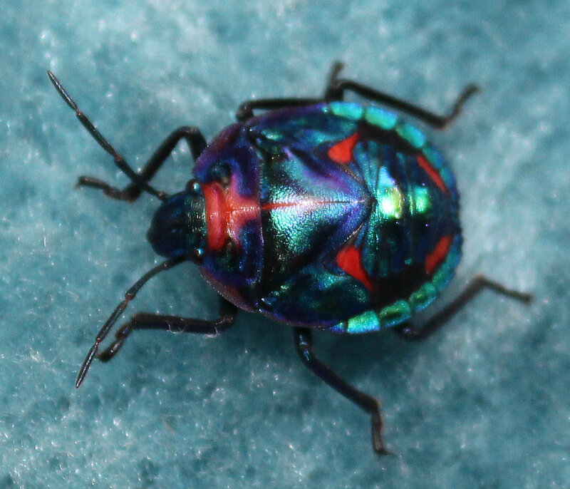 Colorful Shield Bug — Blue