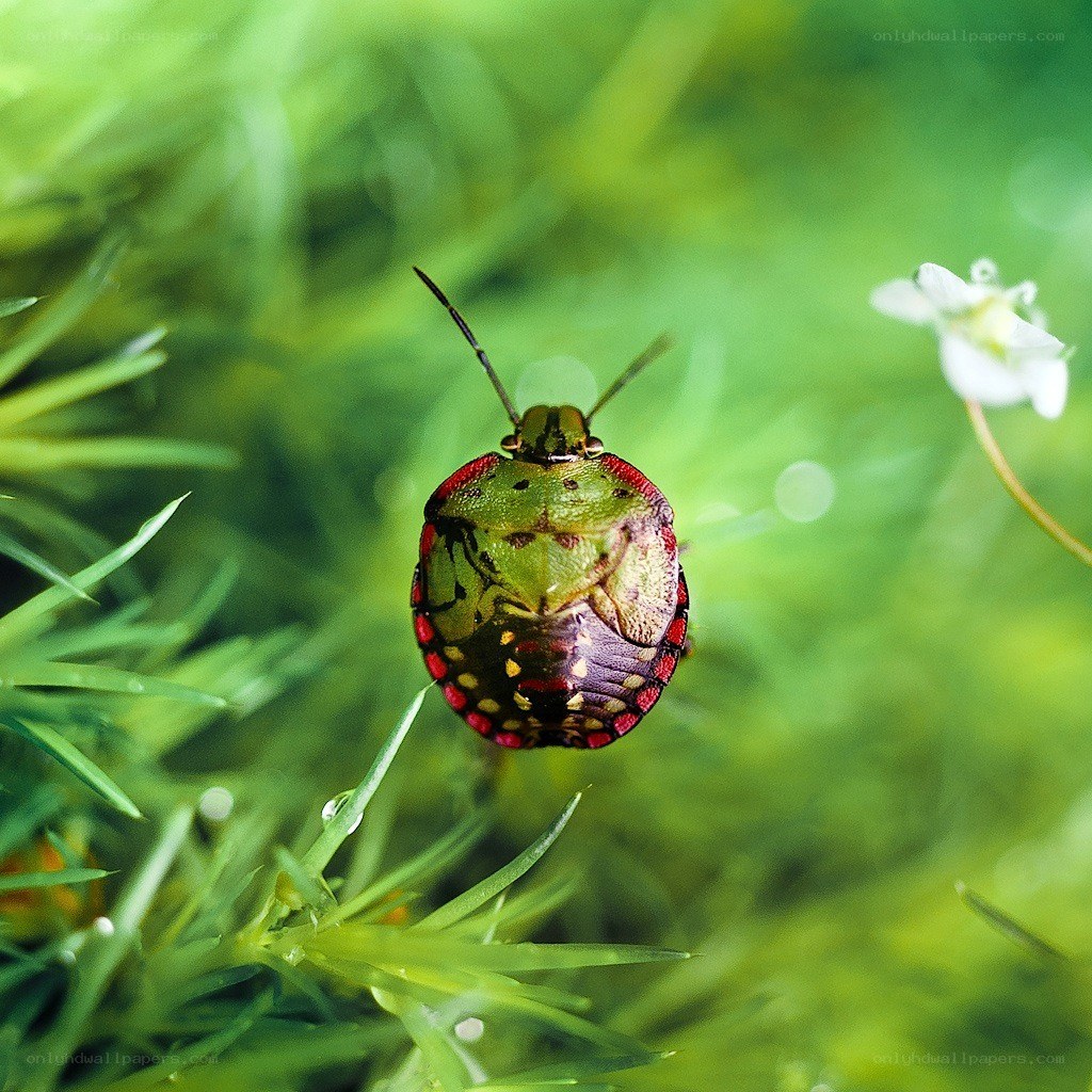 colorful shield bug on grass
