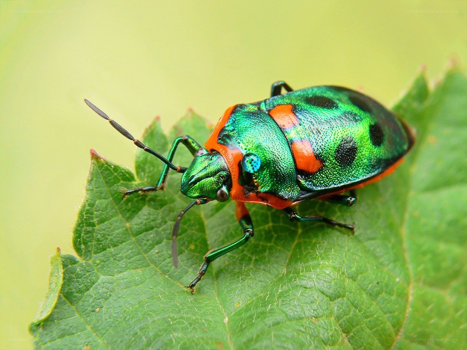 colorful shield bug on leaf