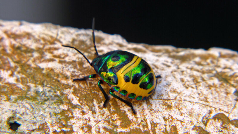 Colorful Shield Bug