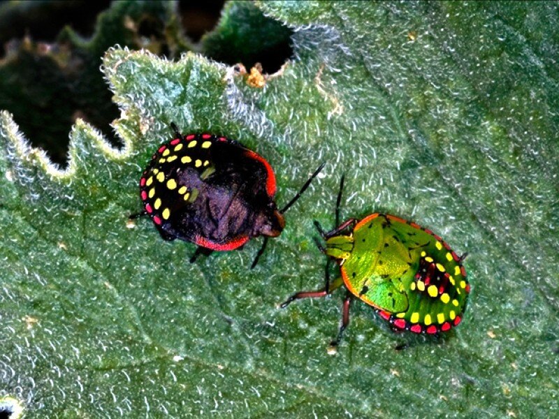 colorful shield bugs on leaf