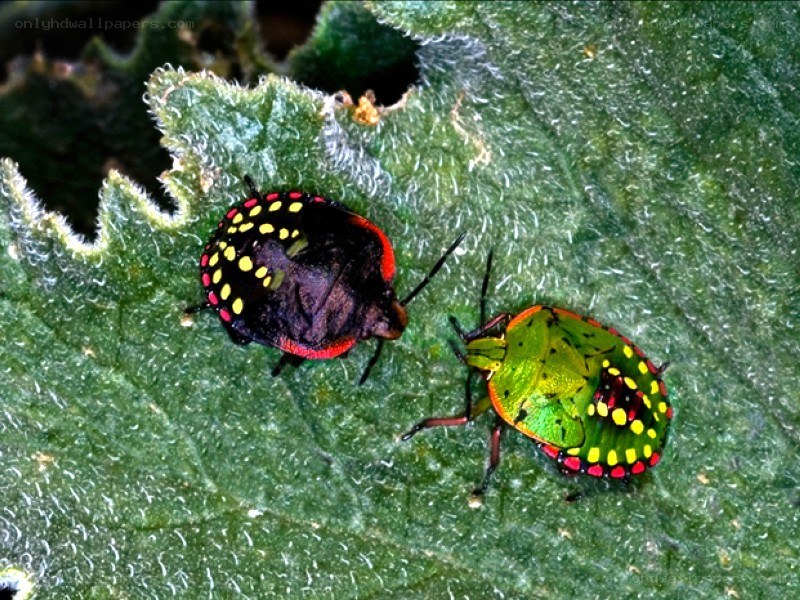 colorful shield bugs on leaf