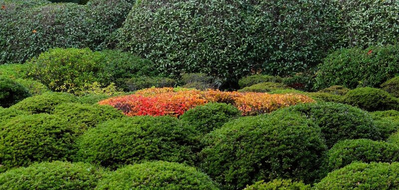 Colorful Shrubbery in Garden