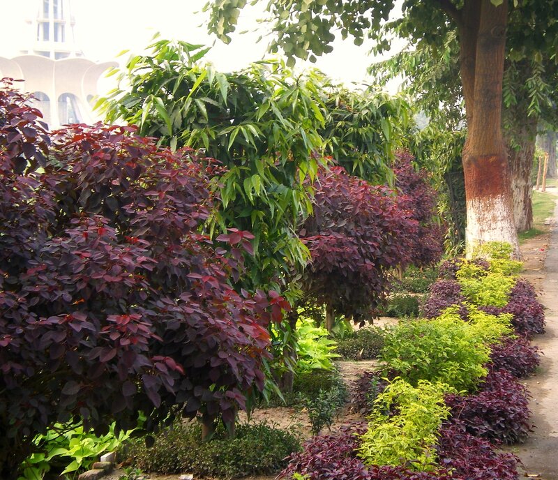 Colorful Shrubs in Garden