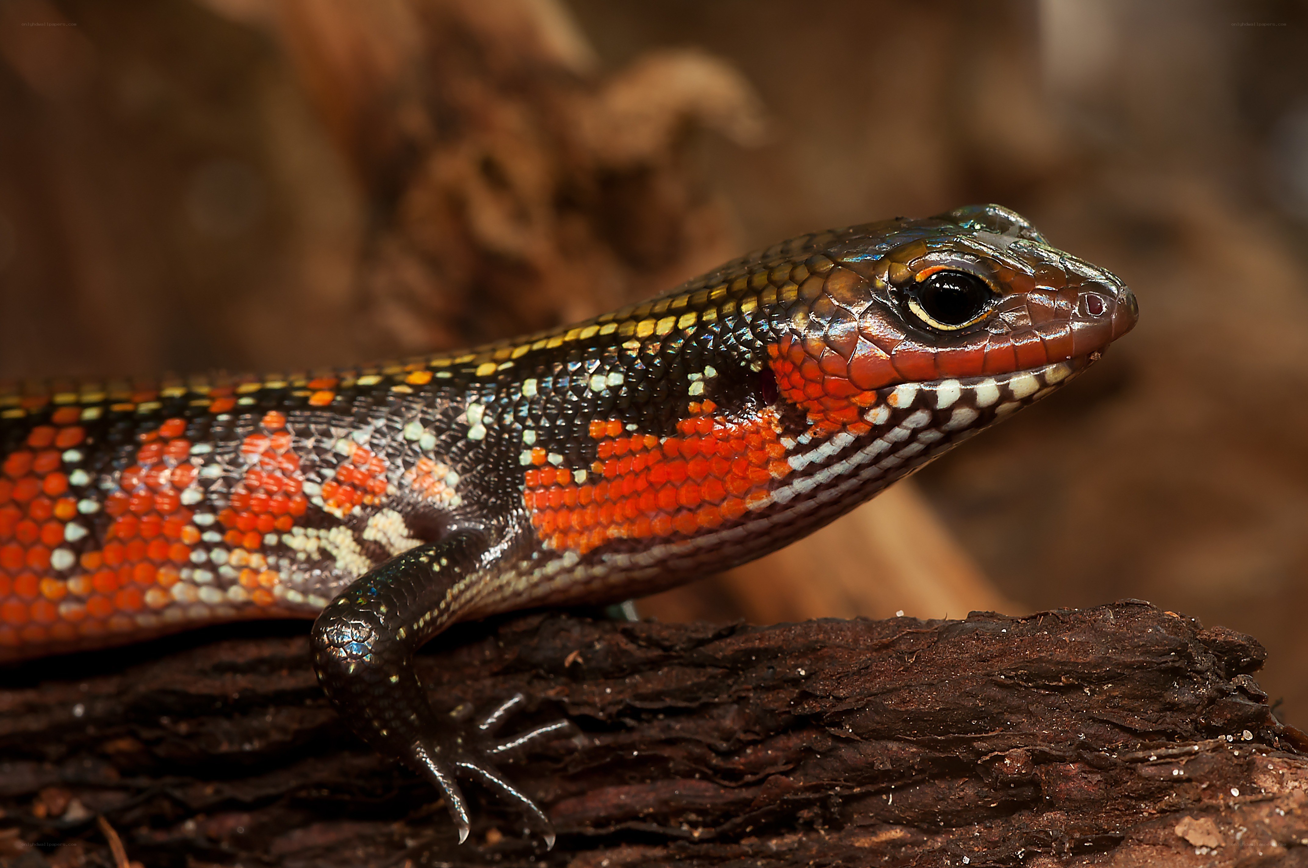 colorful skink on a log