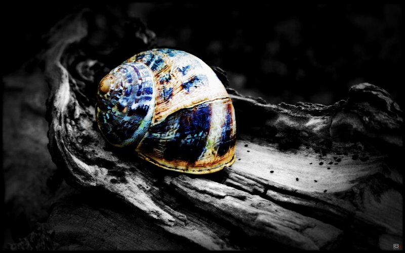 colorful snail shell on driftwood