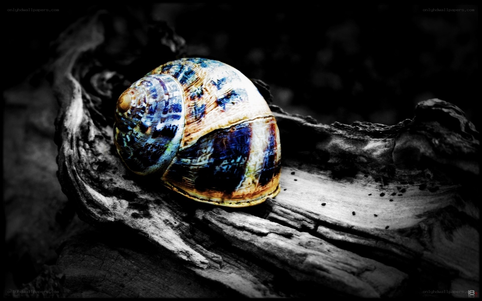 colorful snail shell on driftwood