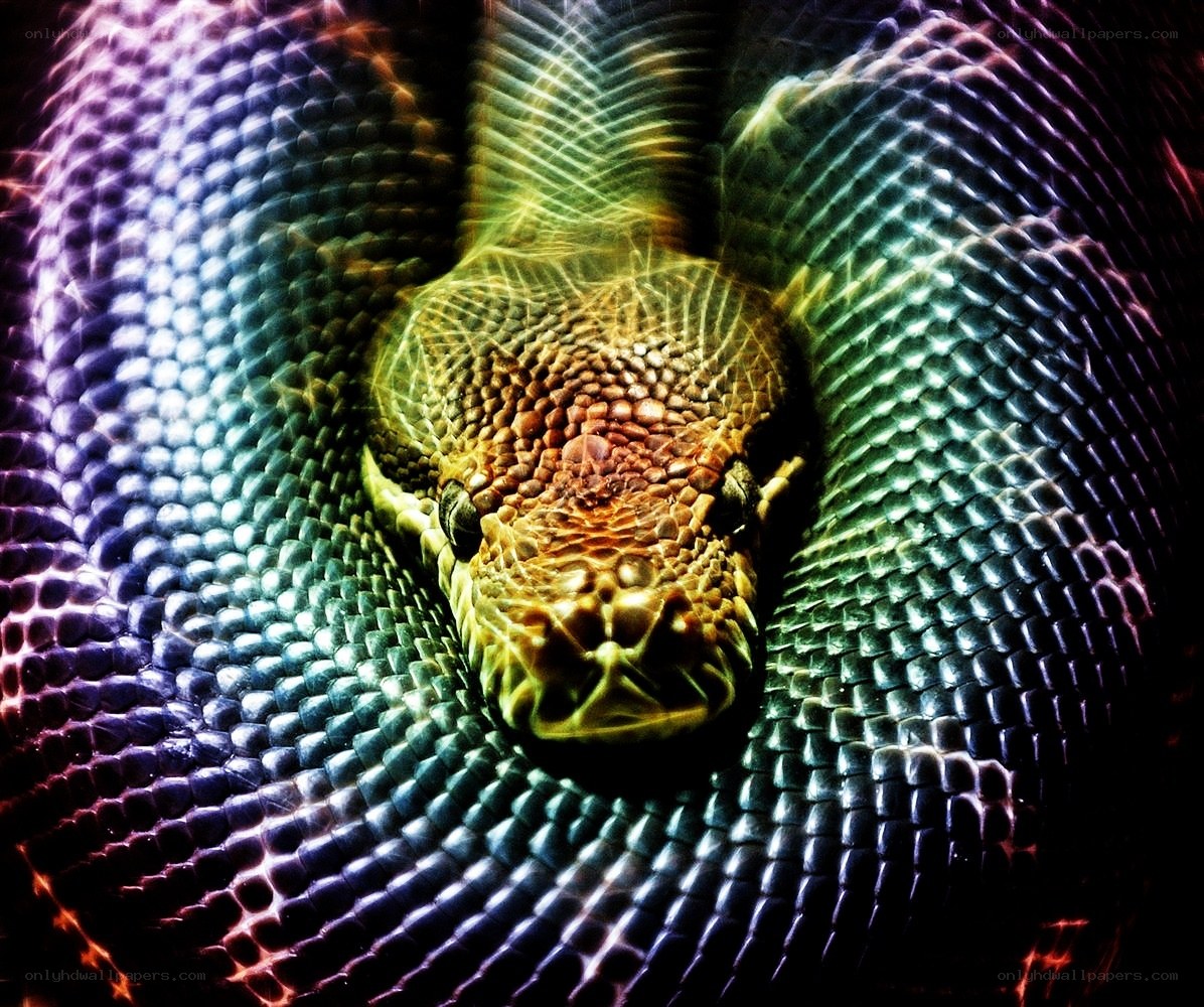 colorful snake close-up