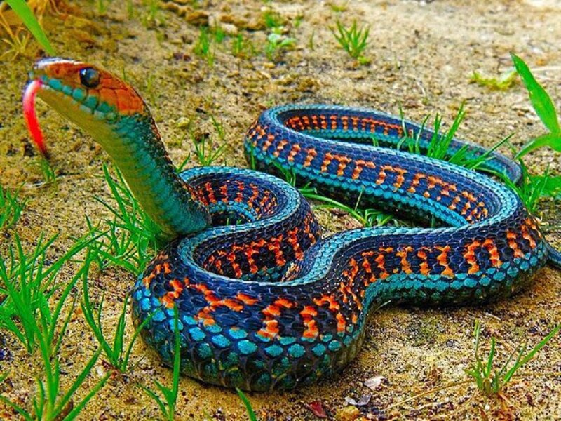 Colorful Snake Coiled — Blue