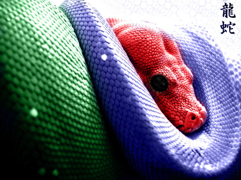Colorful snake coiled