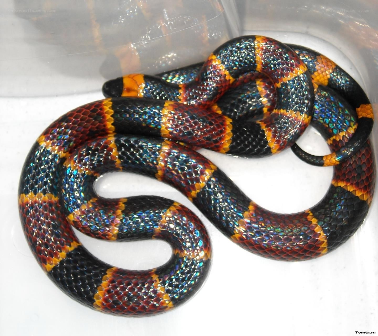 colorful snake in container