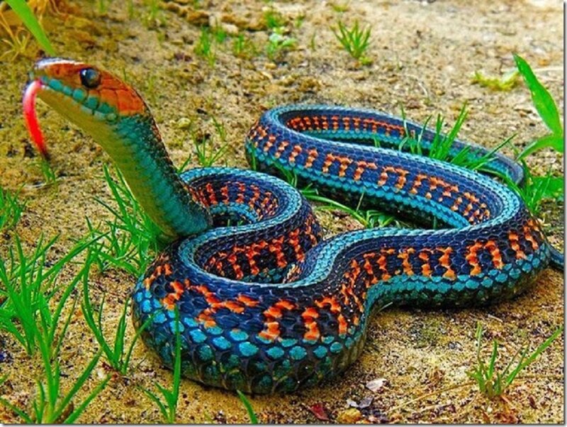 Colorful Snake on Ground — Blue
