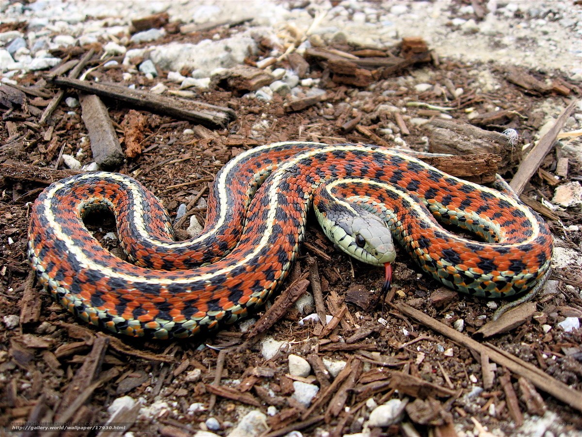 colorful snake on ground