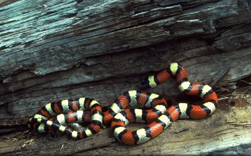 colorful snake on log