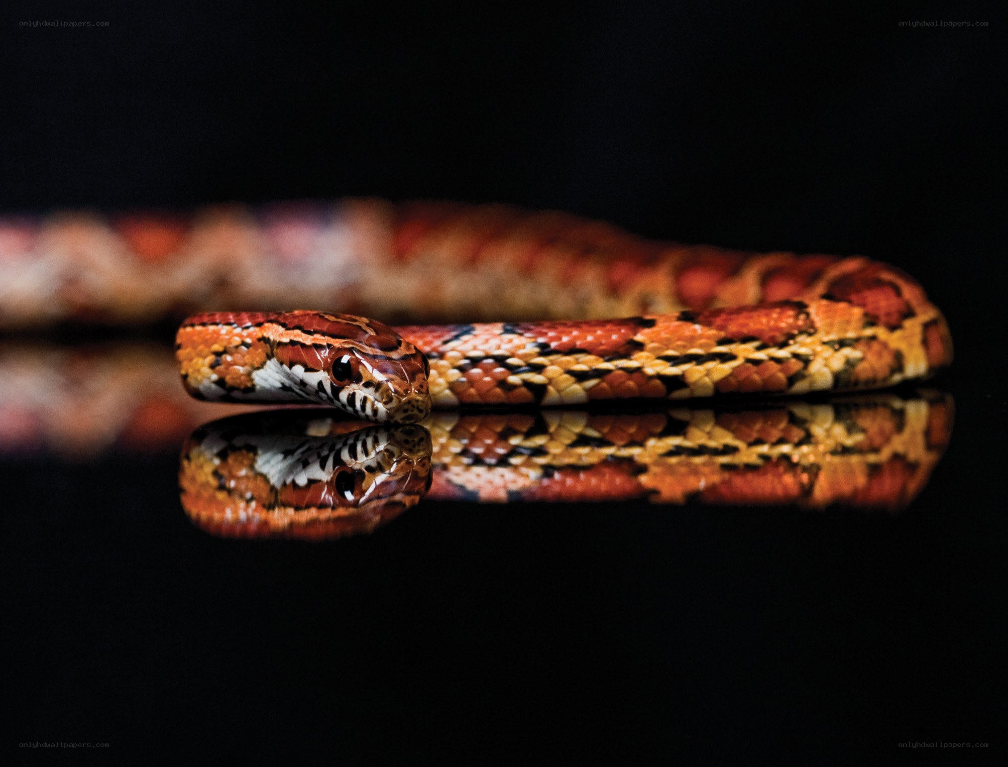colorful snake on reflective surface
