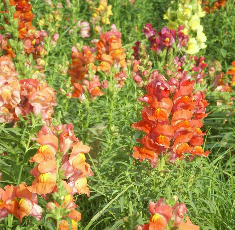 Colorful snapdragon flowers