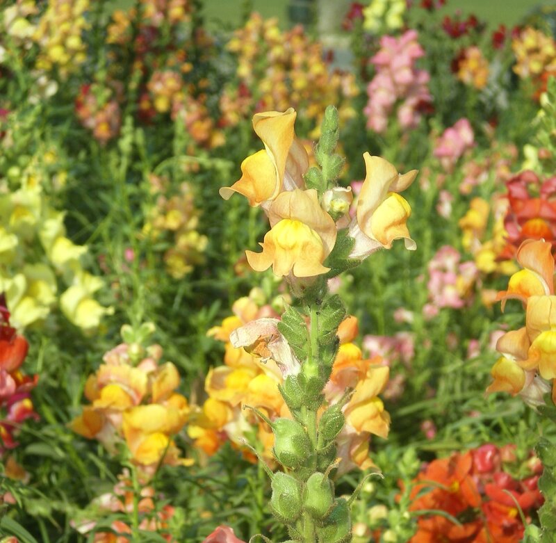 Colorful snapdragon flowers in bloom