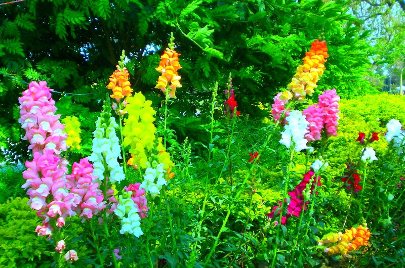 Colorful Snapdragon Flowers — Pink
