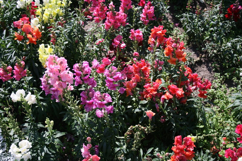 Colorful Snapdragon Flowers — Pink, Vibrant, Afternoon, Photograph
