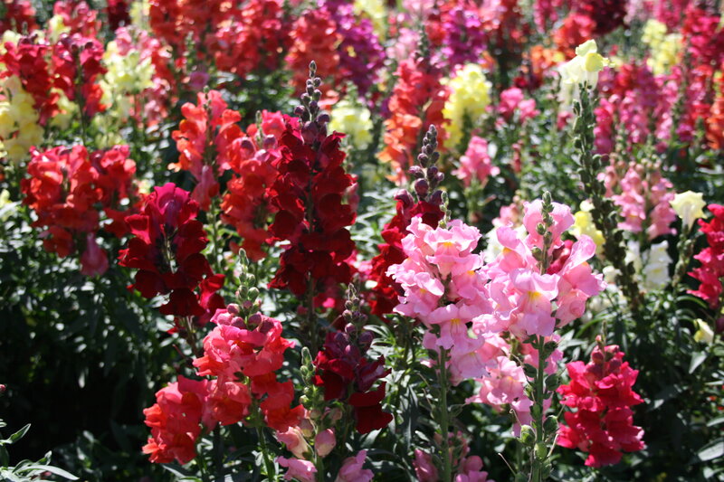 Colorful Snapdragon Flowers — Pink, Vibrant