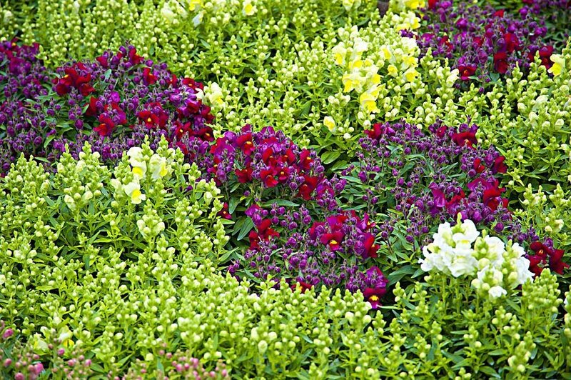 Colorful Snapdragon Flowers — Purple