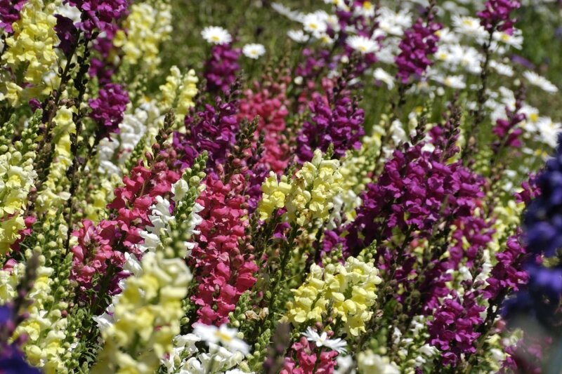 Colorful Snapdragon Flowers — Purple, Vibrant