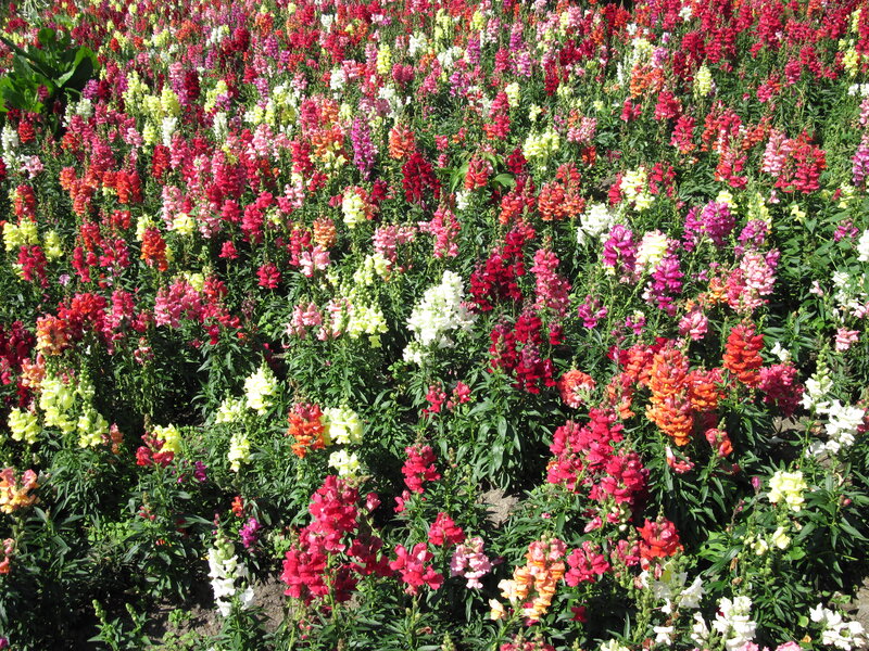 Colorful Snapdragon Flowers — Red