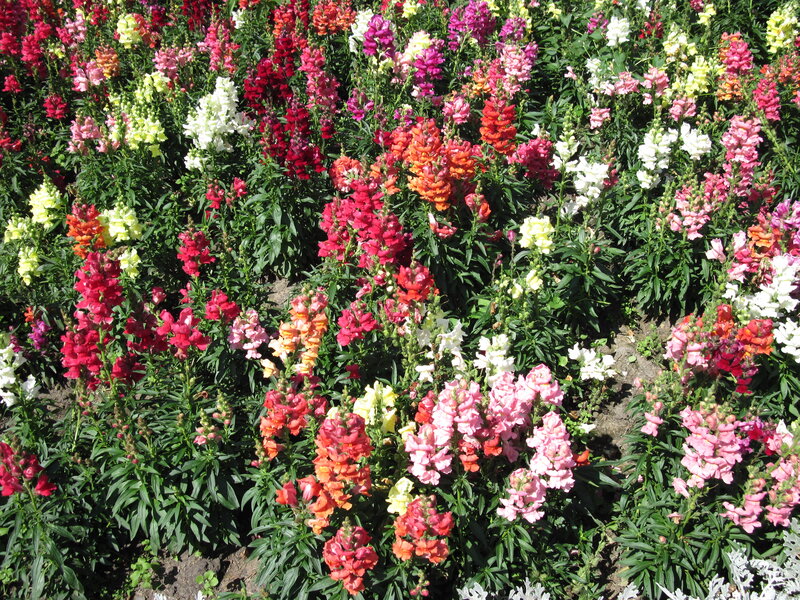 Colorful Snapdragon Flowers — Red, Vibrant, Afternoon, Photograph