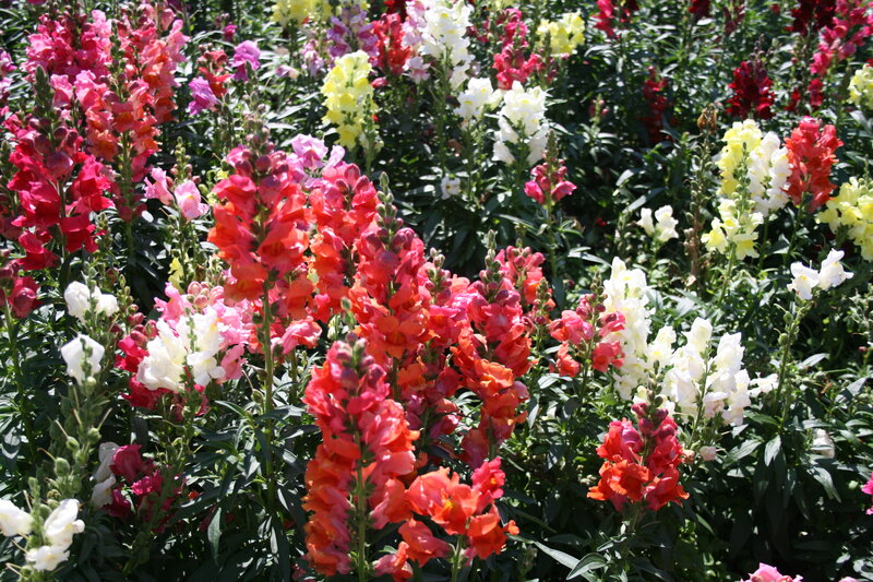 Colorful Snapdragon Flowers — Red, Vibrant, Afternoon